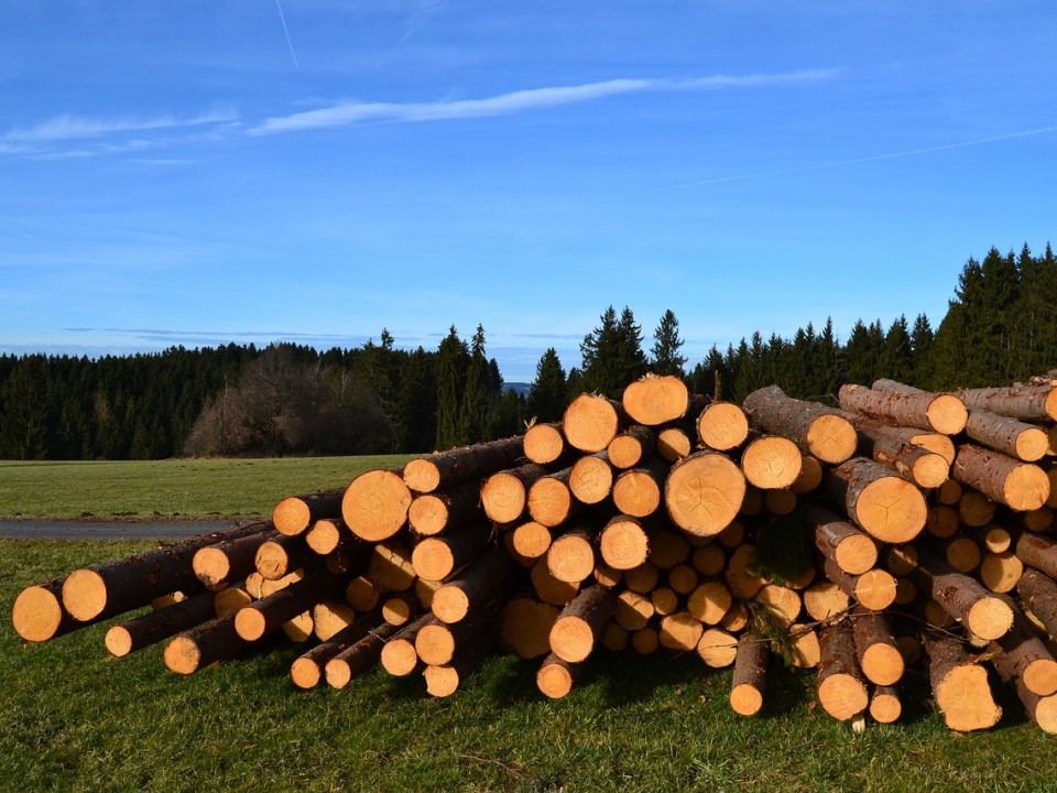 Holzpolter Rundholz